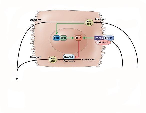 Farnesoid X Receptor (FXR): Key Regulator of Bile Acid Homeostasis Acute Exposure: BSEP Bile Acids NTCP Hepatocyte inhibitory effects on uptake and efflux transporter mobilization Small Bowel Lumen