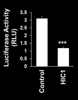 Panel B: ChIP analysis of HIC1 binding to Prm1 using either input chomatin or chomatin extracted from anti-hic1, normal rabbit IgG or no 1 antibody (-AB) immunoprecipitates.