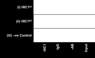levels derived from the corresponding input chomatins. Panel C: PC3 cells were transiently transfected with pcdna3.1:hic1, or, as a negative control, with pcdna3.1 alone (Control).