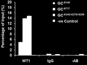 -5895; grey arrows) regions of Prm1 within the TP gene. As a negative control (iv), primers were used to amplify the Prm3 (-1081 to -695) region of the TP gene (broken arrows).