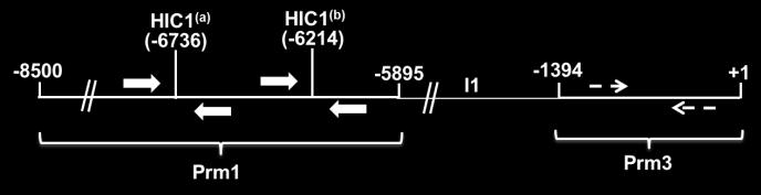 those levels derived from the corresponding input chomatins. Panel C: MCF-7 cells were transiently transfected with pcdna3.1:hic1 or, as a negative control, with pcdna3.1 alone (Control).