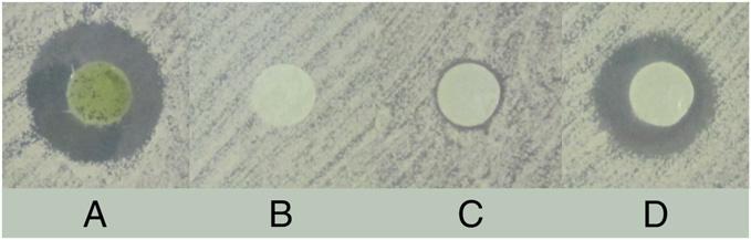 Fig. 1. Disk diffusion assay showing synergistic antifungal activity against C. albicans HAMBI 261 of anabaenolysin B and cyclodextrin. Whole-cell methanol extract from Anabaena sp.