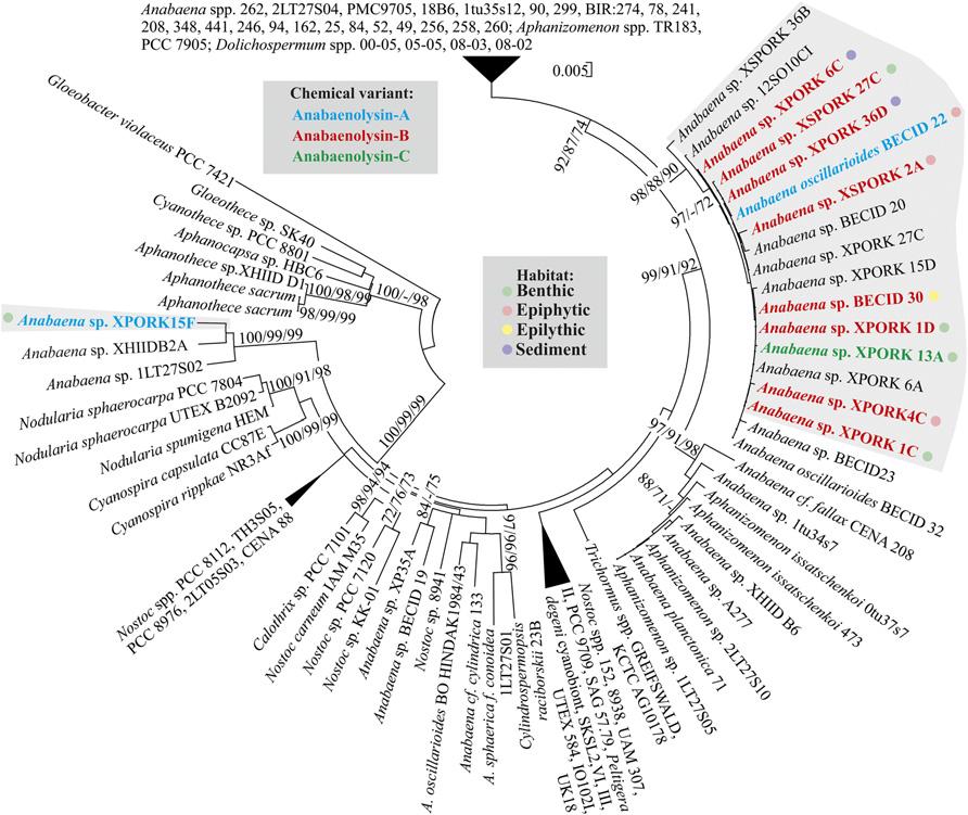 Fig. 3. Phylogenetic tree of cyanobacteria based on 16S rrna gene sequences.
