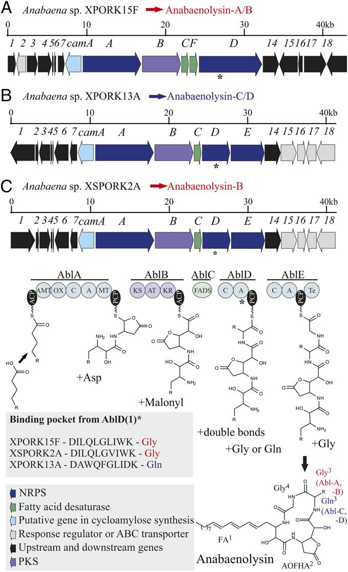 the first condensation domain of AblA is grouped with domains containing a monooxygenase and/or aminotransferase domains prior to them, whereas the condensation domains of AblD and AblE are grouped