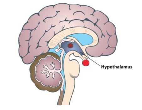 This is known as monitoring the osmotic levels within the blood. An anti-diuretic hormone can be triggered via the posterior pituitary gland when impulses from the hypothalamus are sent out.