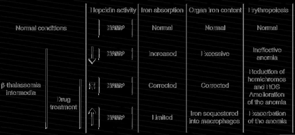 Figure 9 Potential effects of hepcidin agonists or activators on iron absorption under normal and β-thalassemic conditions. =, normal;, abnormally low;, abnormally high hepcidin expression levels.