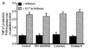 Human Renin-induced TGF-β
