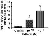 Renin-induced PAI-1 is mediated
