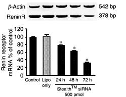 Renin-induced TGF-β is mediated
