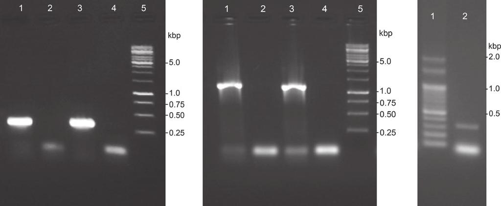 (a) (b) (c) Figure 5 Agarose gel electrophoretic analysis of the PCR products obtained from KIRV infected cell culture pellet and purified virus preparation with primers targeting major capsid