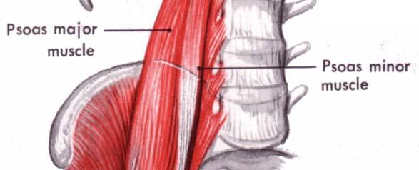 Muscles of the Leg IV. Muscles of the Foot I.