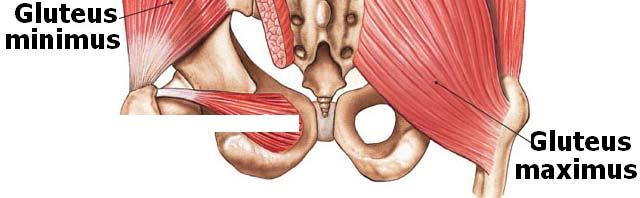 h Adductor longus (most superficial),adductor magnus,adductor brevis: adducts, flexes, and medially rotates the femur; adduct the thigh powerfully; used in