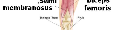 (Biceps):situated on the posterior and lateral aspect of the thigh.