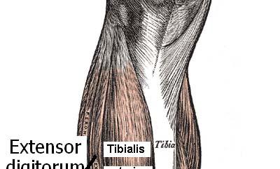 medial side of thigh III.
