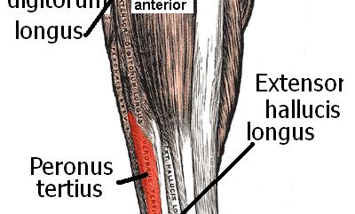 metatarsophalangeal, proximal interphalangeal and distal interphalangeal joints of the lateral 4 toes Extensor hallucis longus:extends the