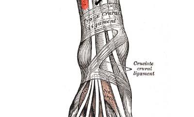 Posterior Crural Muscles (I) Superficial Group Gastrocnemius (most superficial muscle).