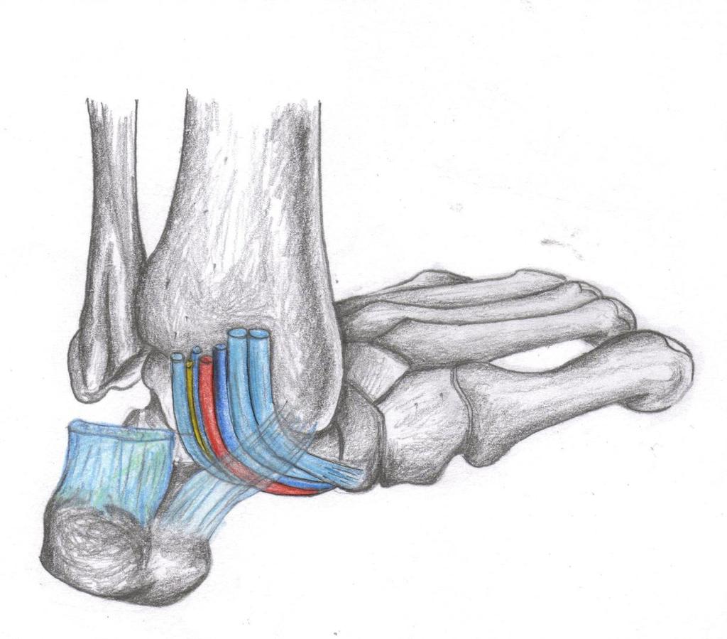 Ankle Joint (Medial view) Tendons Tendon of flexor digitorum longus Tendon of