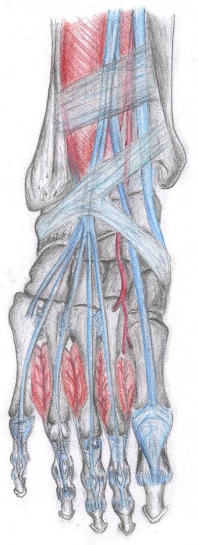 Ankle Joint Extensor Retinaculum Tendon of extensor hallucis longus Superior extensor retinaculum Anterior tibial artery Tendon of tibialis anterior