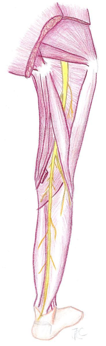 Tibial Nerve Course and Relations Gluteus medius Gluteus maximus Gluteus minimus Piriformis Sciatic nerve Iliotibial tract Biceps femoris Semitendinosus