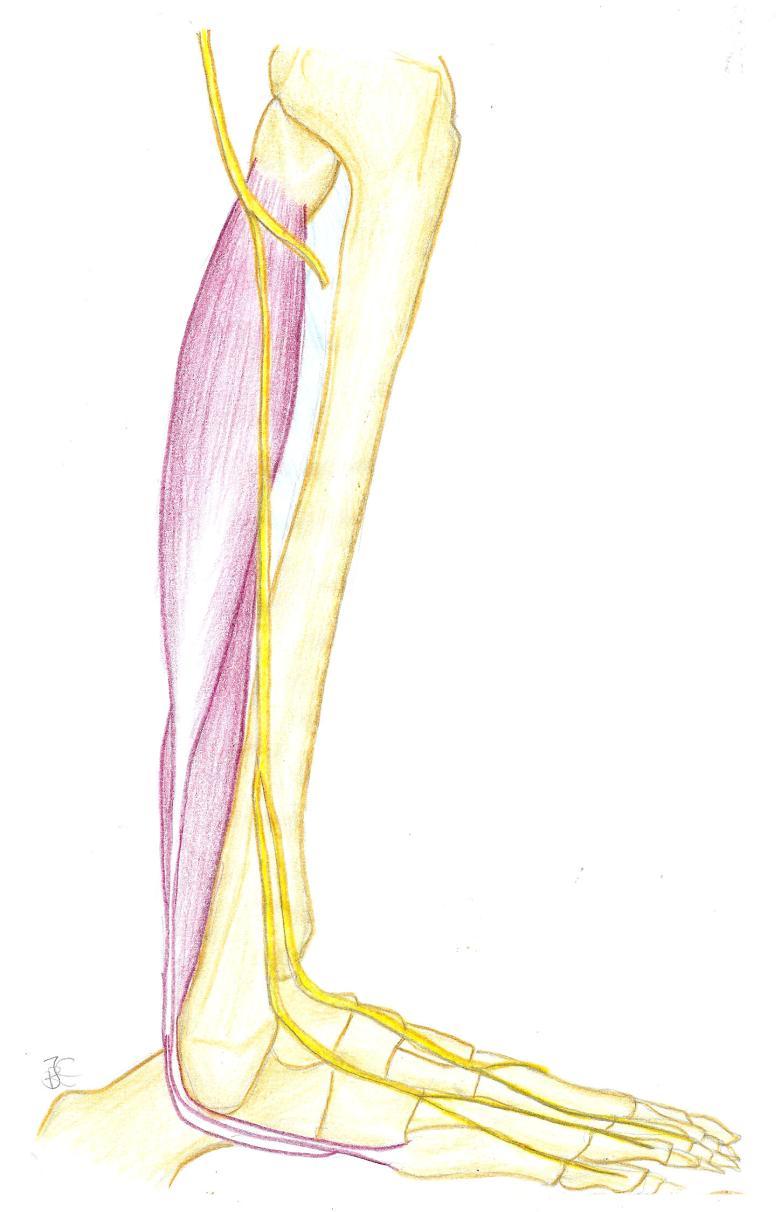 Common Peroneal / Common Fibular Nerve Course and Relations Tibial tuberosity Neck of fibula Deep fibular (peroneal)