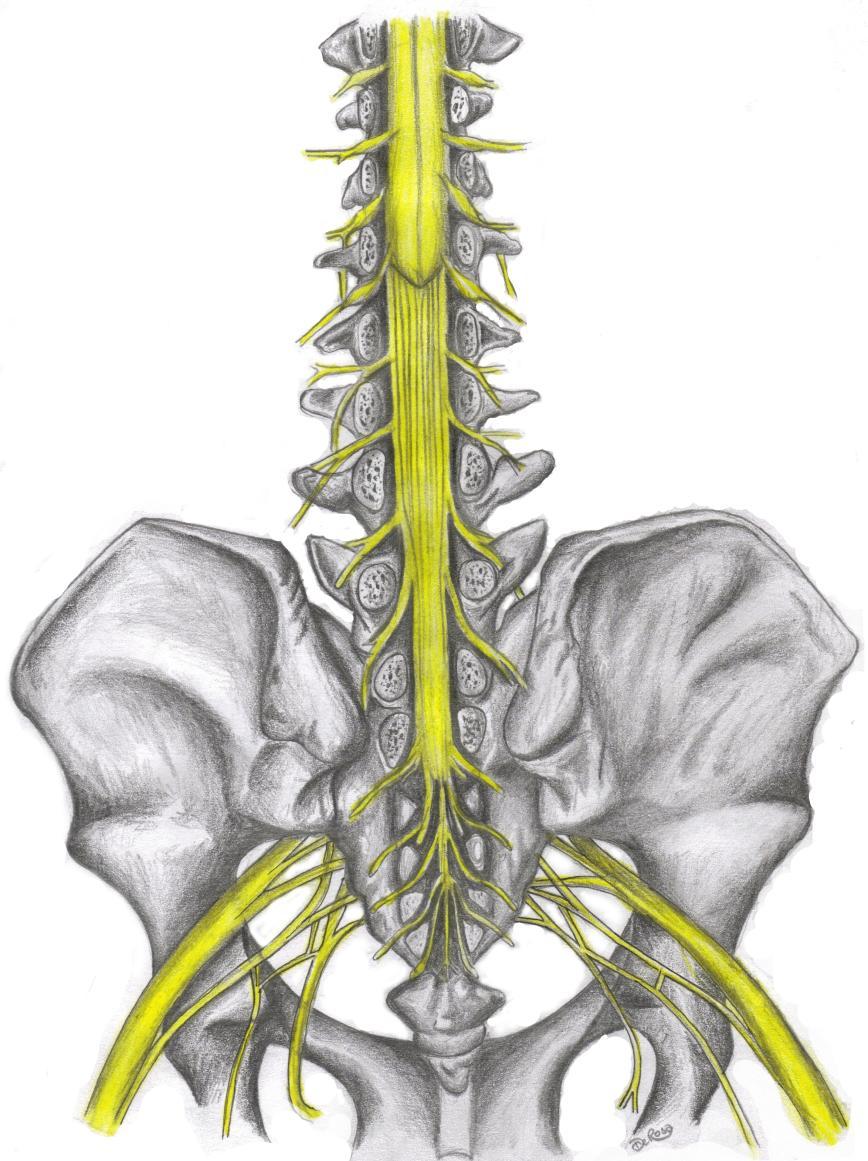 Spinal Cord Lumbar and Sacral Regions Spinal cord Dorsal root ganglion Conus medullaris Cauda equina