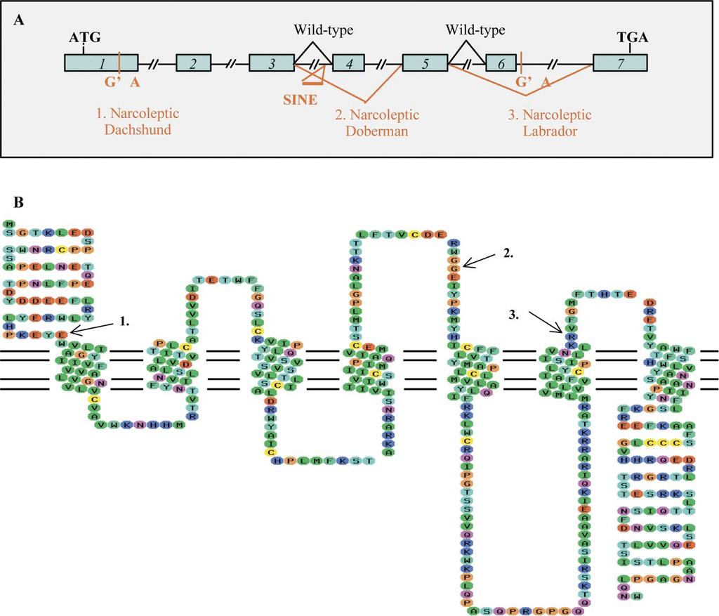 GENETICS OF NARCOLEPSY C-1 Figure 3 Genomic (A) and protein (B) organization of the canine hypocretin receptor 2 (hcrtr2).