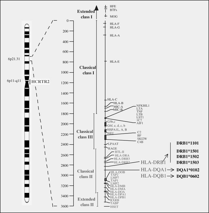 GENETICS OF NARCOLEPSY 461 Figure 1 Genomic organization of the human MHC system.