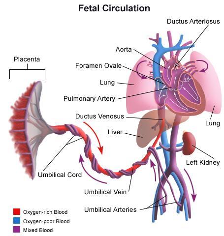 circulation to bypass lungs and go straight to left side of the heart Ductus o