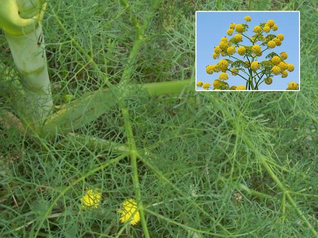 5.1 INTRODUCTION The genus Ferula (Apiaceae) is quite diverse and includes around 180 species worldwide.