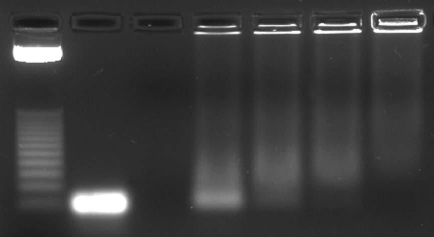 Lane 1 2 3 4 5 6 7 Ladder dsdna 5-FU/LDH 1:5 1:10 1:20 1:40 Fig. 2 DNA-binding ability of 5-FU/LDH nanocomplex.