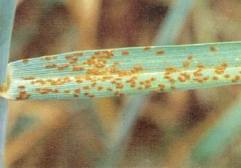 Fungicide Use Guidelines Target diseases are leaf and glume blotch, rust diseases, and maybe powdery mildew.