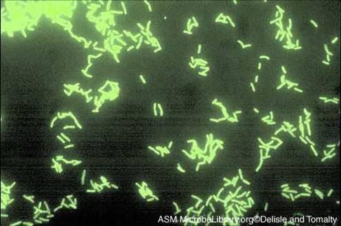 Legionella pneumophila Proliferate