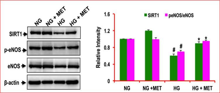 Glucose / sirtuin-1 / penos /metformin in mouse endothelial cells