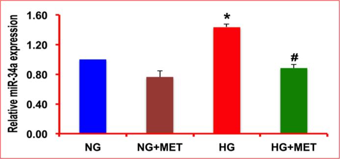mir34a increased in HG & reduced by metformin Mean ± S.E.