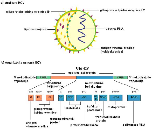 4 beljakovine virusne sredice in ovojnice in nestrukturne beljakovine, ki imajo vlogo pri podvojevanju in cepitvi virusnega poliproteina.