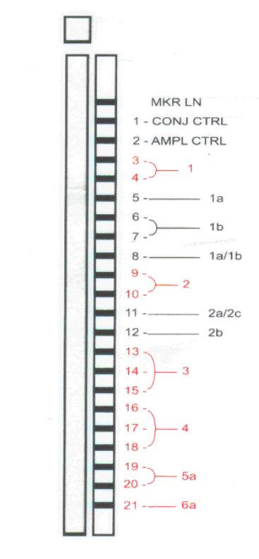 18 1 specifično za kombinacijo podtipov 1a/1b 2 specifični za genotip 2 1 specifično za kombinacijo podtipov 2a/2c 1 specifično za podtip 2b 3 specifične za genotip 3 3 specifične za genotip 4 2