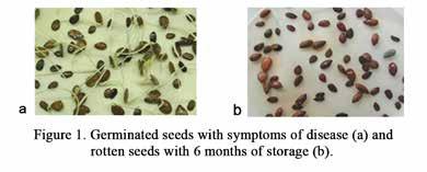 228 Pastos y Forrajes, Vol. 38, No. 3, July-September, 226-230, 2015 / Fungi associated to Leucaena leucocephala seeds Table 1 shows the microflora associated to the seeds with 6 months of storage.