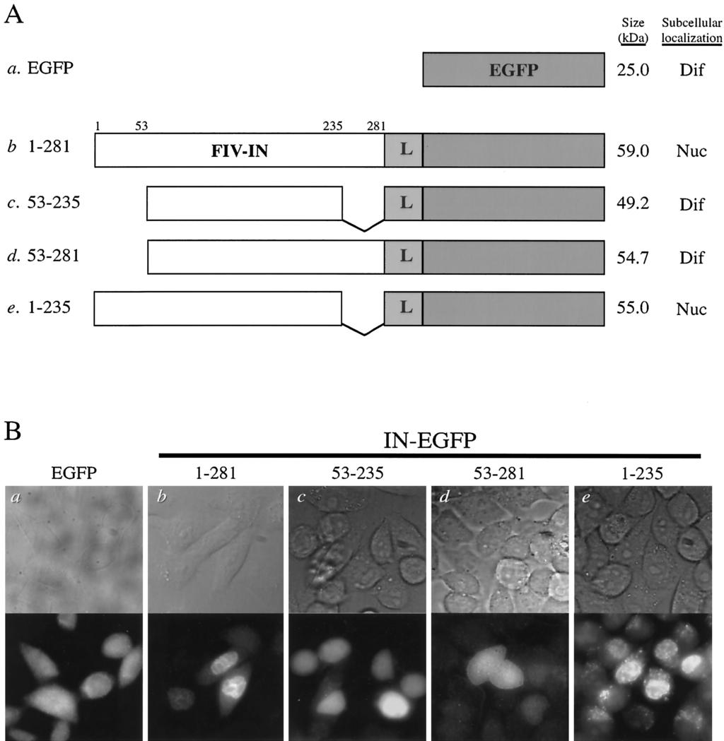 VOL. 77, 2003 KARYOPHILIC PROPERTY AND DETERMINANT OF FIV INTEGRASE 4519 FIG. 1. FIV integrase is karyophilic and targets EGFP fusion proteins to the nuclei of transfected cells.