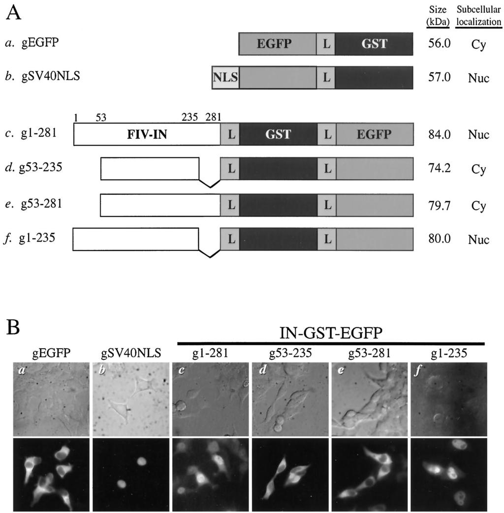 VOL. 77, 2003 KARYOPHILIC PROPERTY AND DETERMINANT OF FIV INTEGRASE 4521 FIG. 2. Subcellular localization of wild-type or truncated FIV integrase (FIV-IN) fused with GST and EGFP.