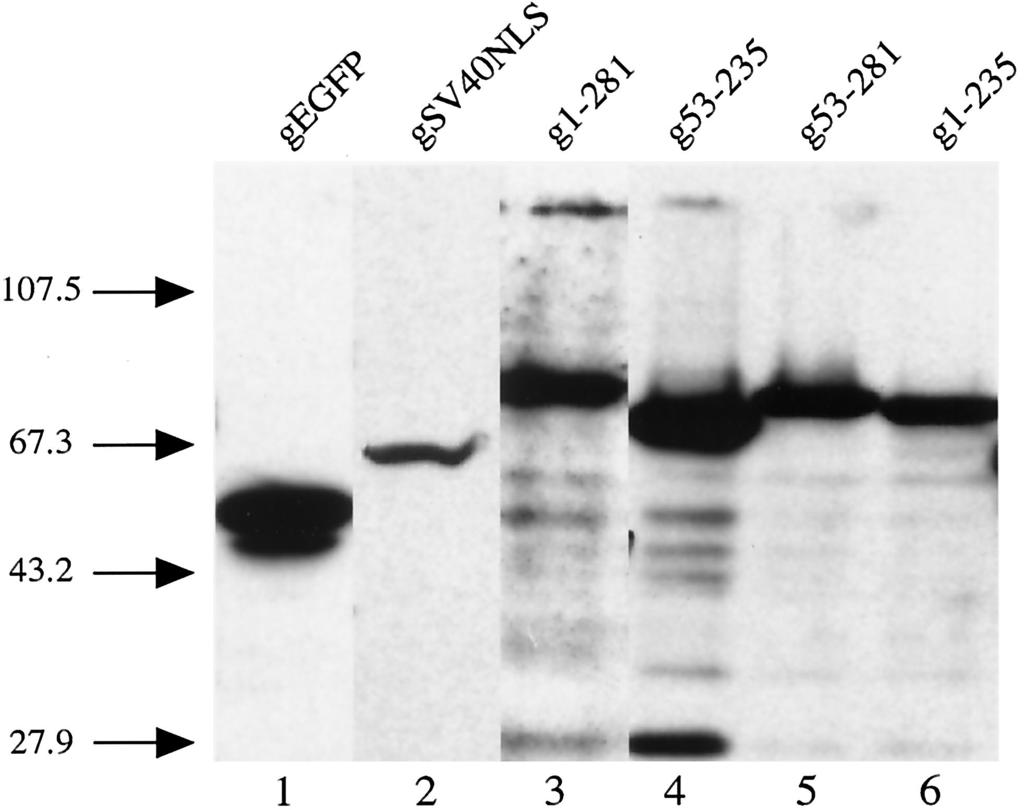 4522 WOODWARD ET AL. J. VIROL. FIG. 3. Western blot analysis of 293T cells expressing the various integrase-gst-egfp fusion proteins. The lysate from approximately 1.