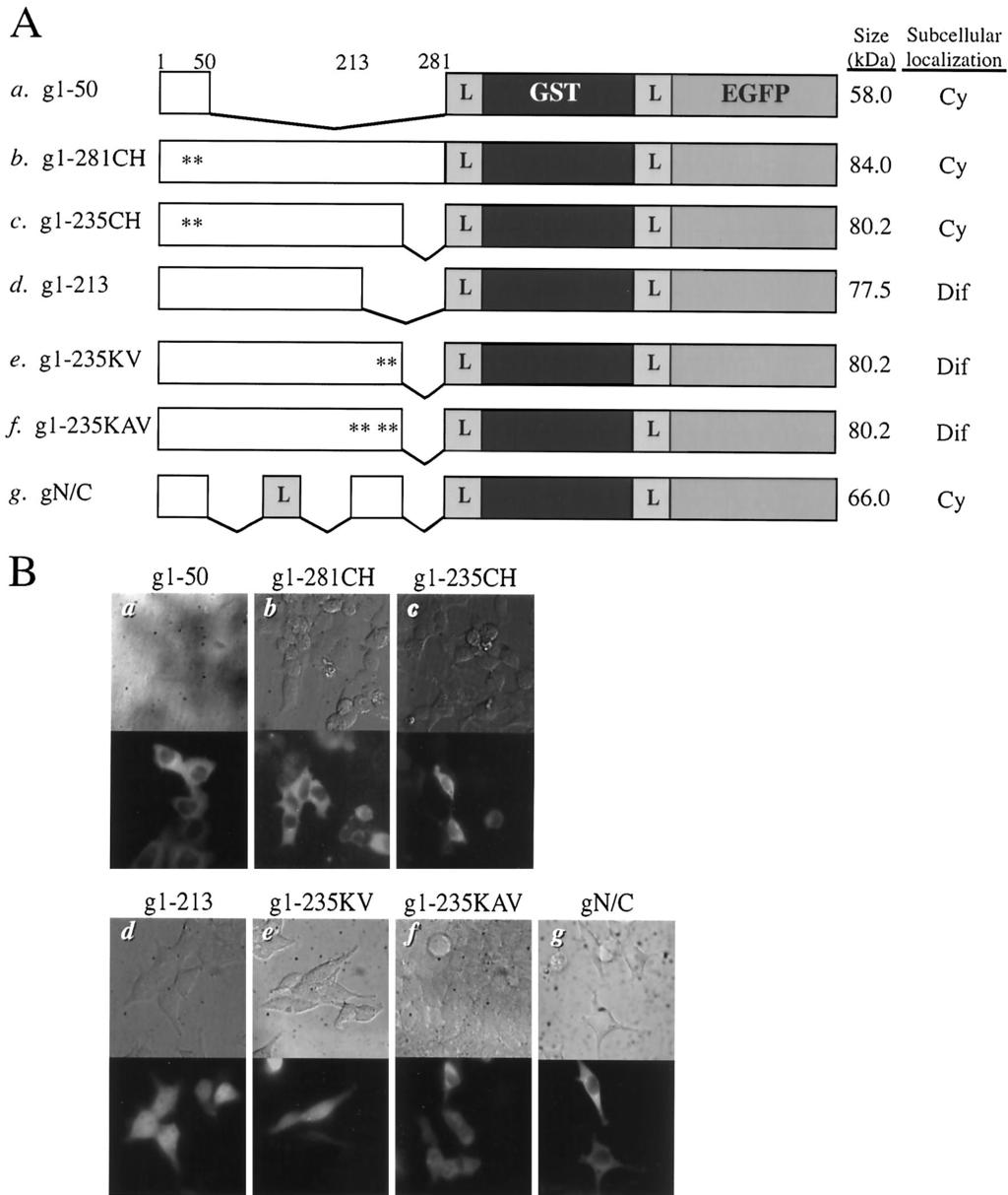 VOL. 77, 2003 KARYOPHILIC PROPERTY AND DETERMINANT OF FIV INTEGRASE 4523 FIG. 4. Role of the N-terminal zinc-binding domain and Lys residues within the region from 214 to 235 of FIV integrase in nuclear import.