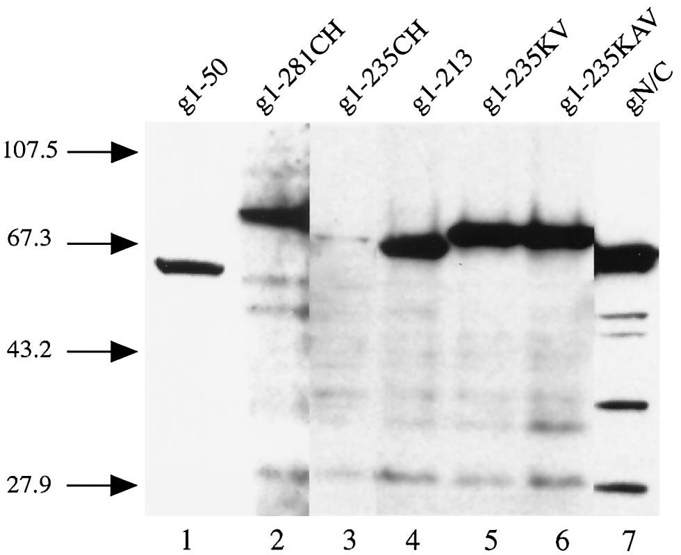 4524 WOODWARD ET AL. J. VIROL. FIG. 5. Analysis of fusion proteins containing mutant FIV integrases and GST-EGFP by Western blotting.