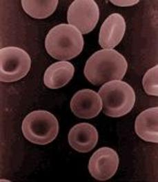 Red blood cells: called erythrocytes are made in the red bone marrow. They do not have a nucleus and are biconcave in shape.