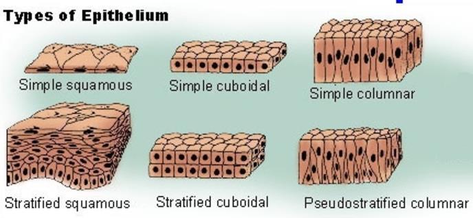Pseudostratified epithelium refers to epithelium consisting of one layer but looking as though it consists of more than one layer. Figure 1: The different types of epithelial tissue found in mammals.