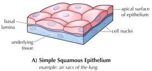 Simple squamou s and stratified squamou s Simple: capillaries, alveoli (in lungs); stratified: skin Thin and flat cells that are elliptically shaped and lie on basement membrane.