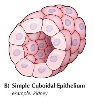Epith elial tissue type Cuboi dal Diagram Microscopic image Figure 5 Figure 4 Table 4 Epithelial tissue type Location in body
