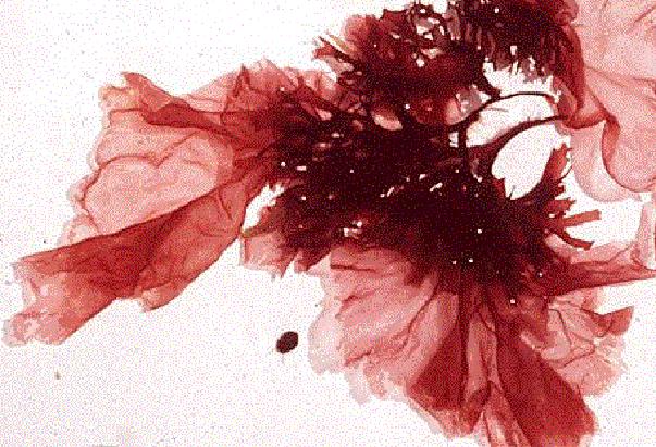 Red seaweeds Nori (Porphyra) high in agar and carrageenan While only 562,000 tonnes were produced in 2008 the value was $ 940 million making nori the most valuable of the cultured seaweeds The name