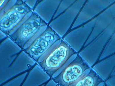 Some species use flagella or cilia to move within the water.