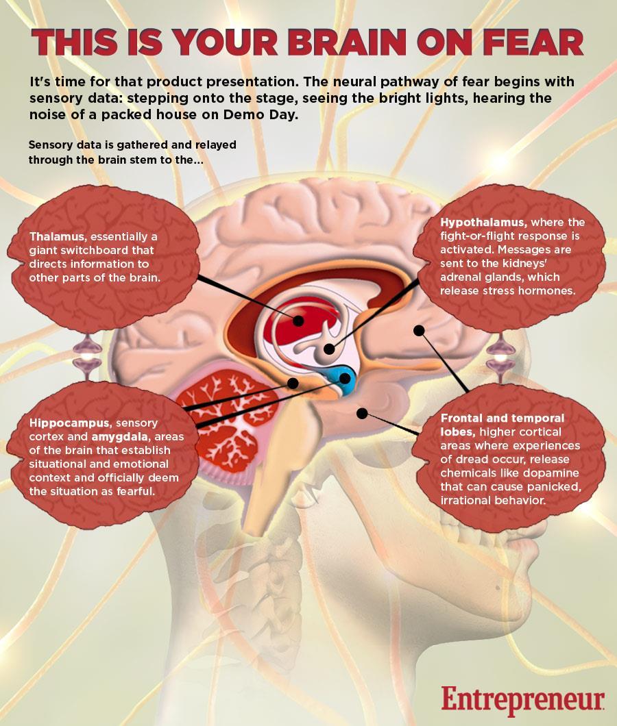 Fear: a natural response THALAMUS Giant switchboard, directs information to other parts of the brain HYPOTHALAMUS Fight-or-Flight response is activated.