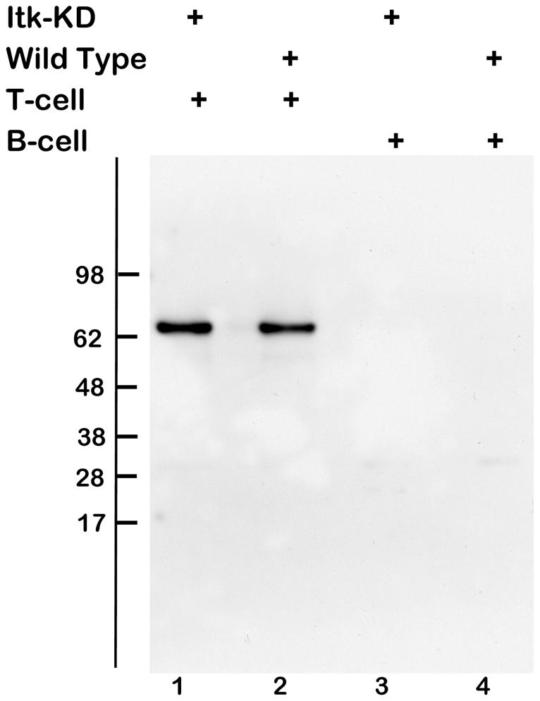 Figure 1. ITK(K390R) is expressed in Itk-KD T-cells.